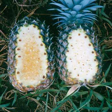 Pineapple
