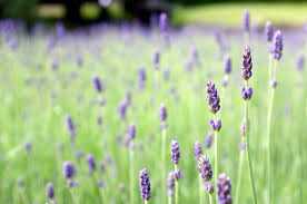 Lavender