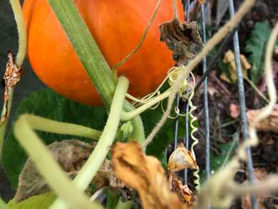 Pumpkin