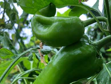 Peppers