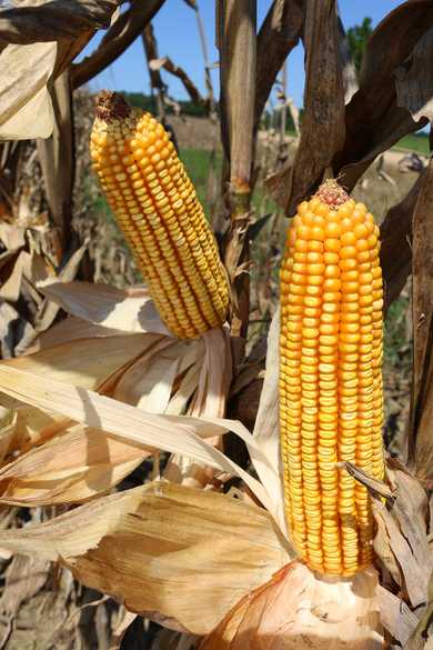 Sweet Corn
