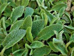 Sage