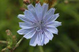 Chicory
