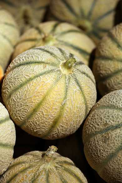 Melon