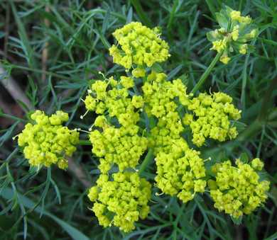 Fennel