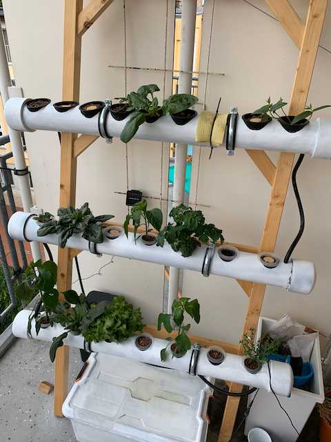 A nutrient-film-technique system on a wooden rack based on pvc pipes