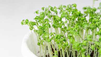 Watercress