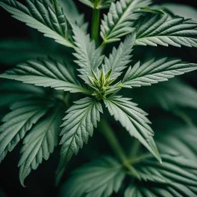 Cannabis