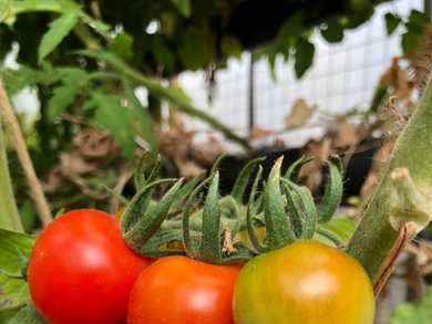 Tomato