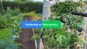 5 Common Challenges Faced by Indoor Gardeners and how Hydroponics can help Solve them