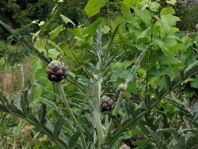 Artichoke