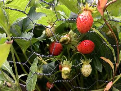 Strawberries