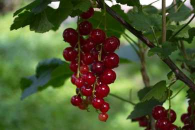 Red Currant