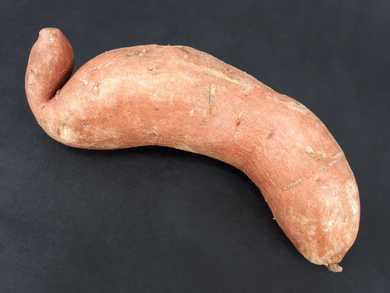 Sweet Potato