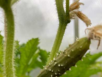 Cucumber