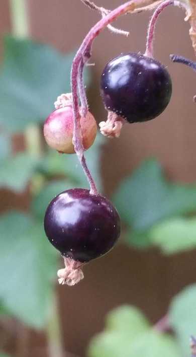Black Currant