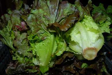 Lettuce
