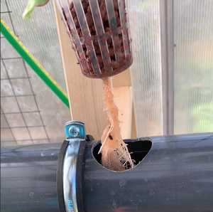 What Plants Can I Use for Hydroponics?