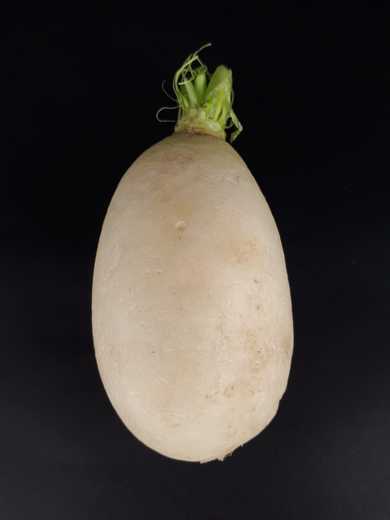 Turnip