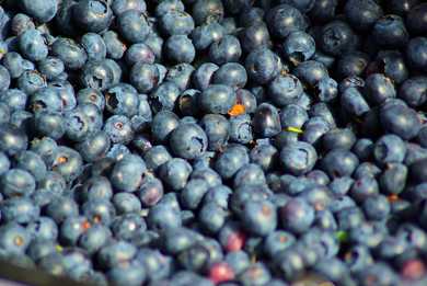Blueberry