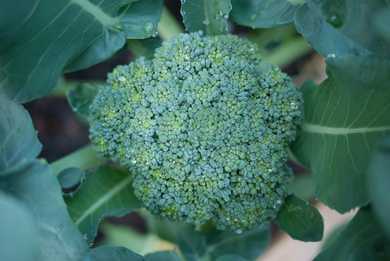 Broccoli