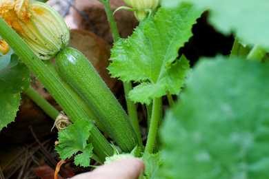 Zucchini