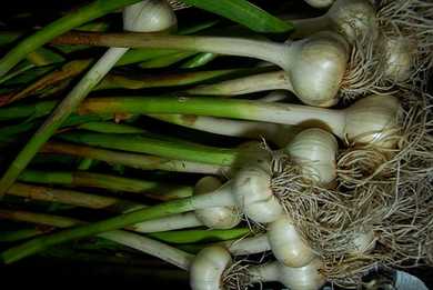 Garlic