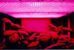 The lighting hydroponics growers use to maximize the yield