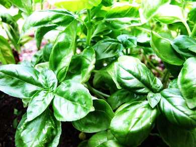 Basil