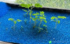 Revolutionizing Hydroponics: Harnessing the Power of Aquarium Filter mats as the Ultimate Growth Medium